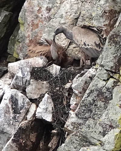 Griffon vulture